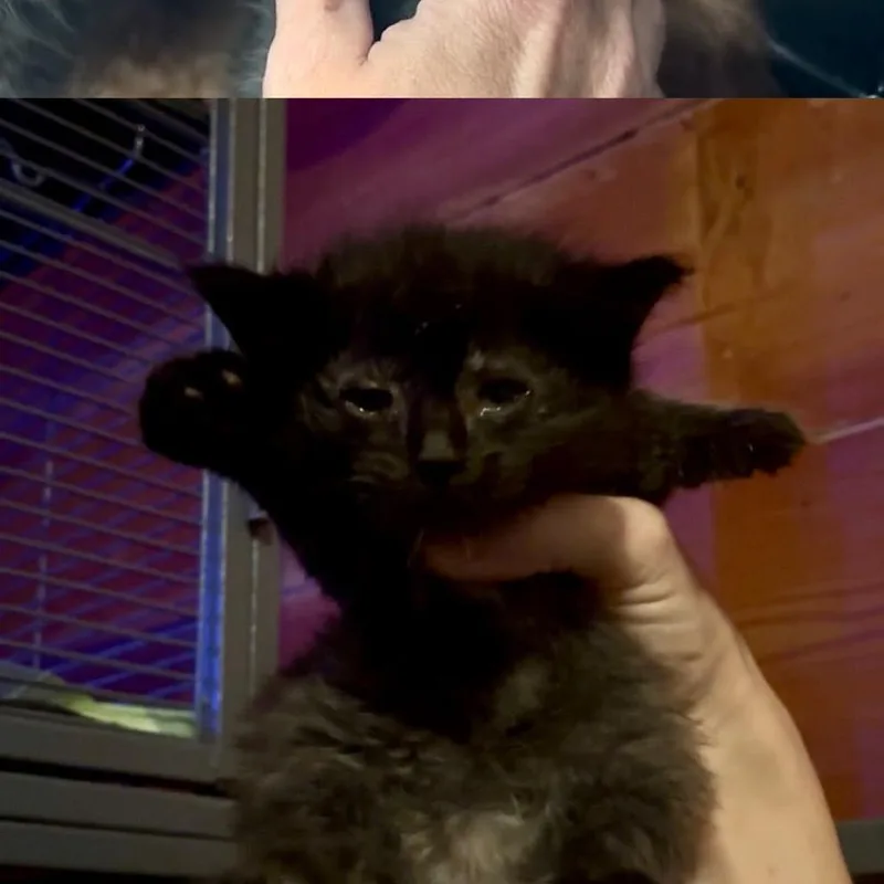Sirius