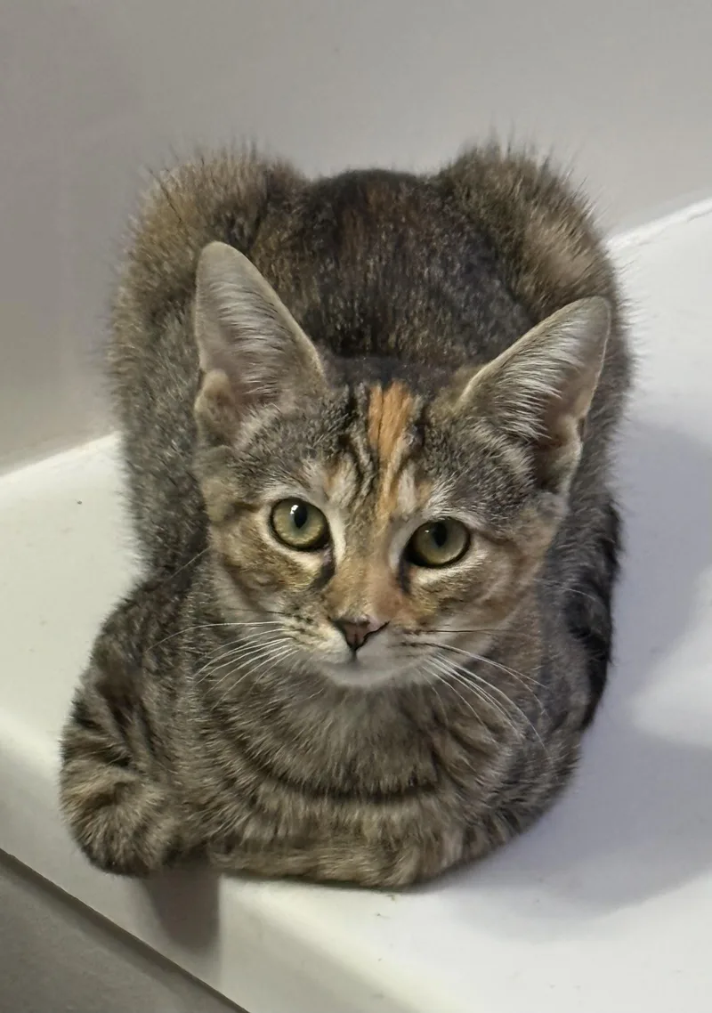 A baby medium-sized female Tabby (Buff / Tan / Fawn) Domestic Short Hair cat named Nutmeg for adoption in Greensboro, NC