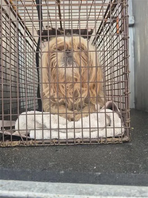 An adult small-sized female Shih Tzu dog named Angel for adoption in San Antonio, TX