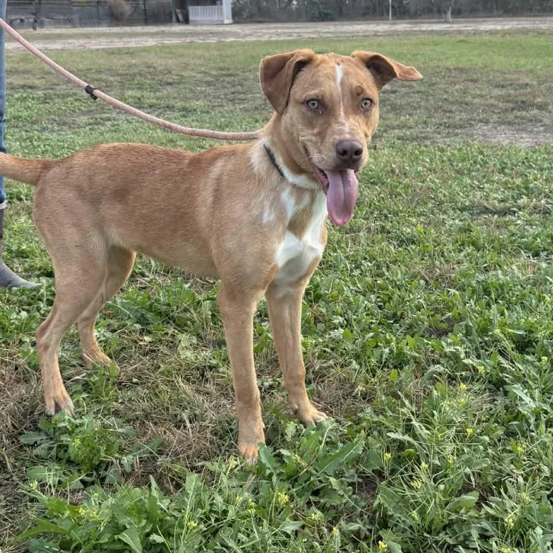 A young medium-sized female Cattle Dog dog named Hazel JuM for adoption in Austin, TX