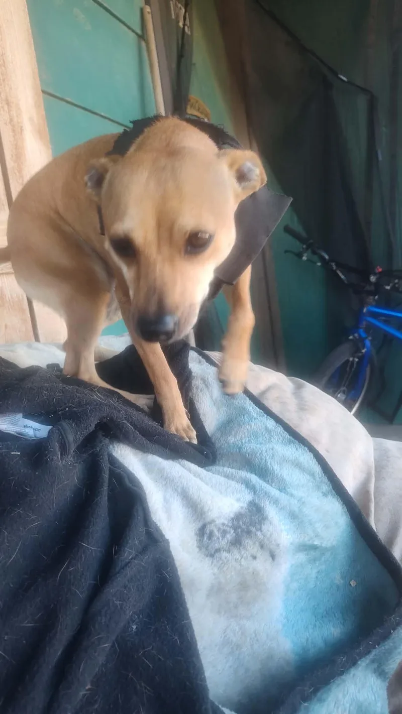 Little Hazel thumbnail 2