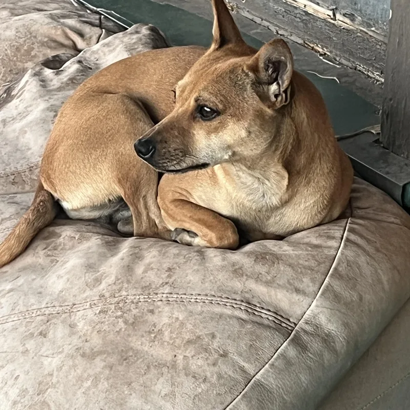 Little Hazel thumbnail 4