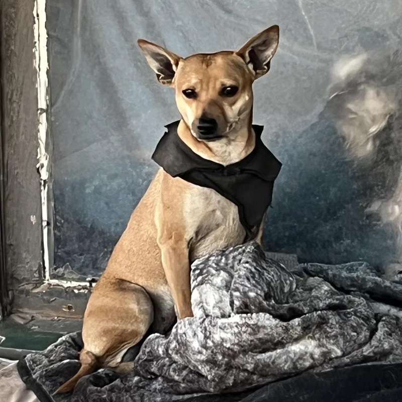 Little Hazel thumbnail 6