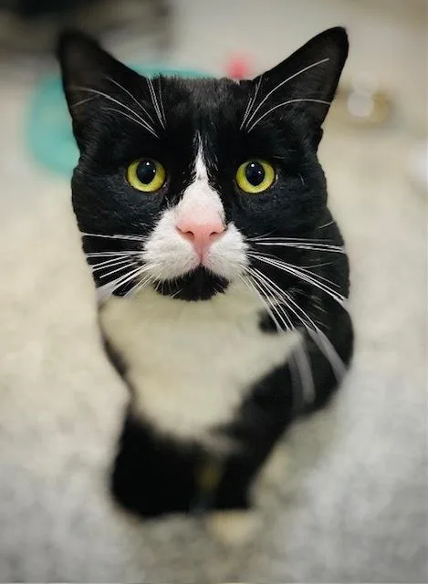 An adult medium-sized male Black & White / Tuxedo Domestic Short Hair cat named Alfredo for adoption in Duxbury, MA