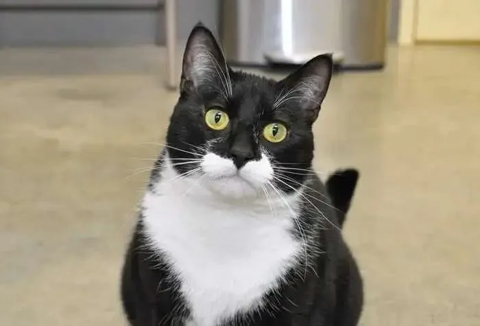 A young small-sized male Domestic Short Hair cat named Sherwin for adoption in Coupeville, WA