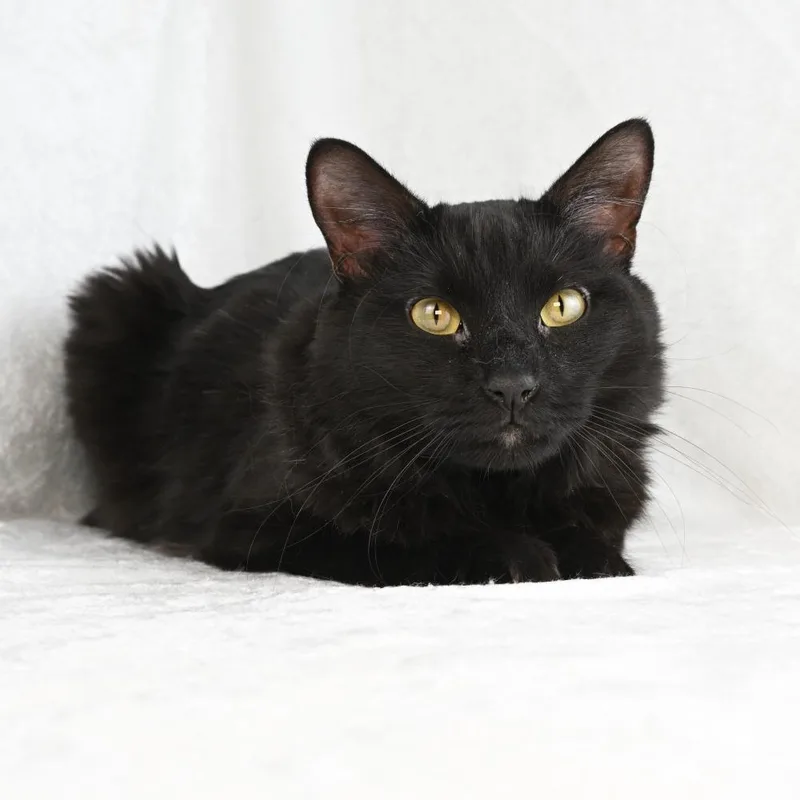 A young medium-sized male Black Domestic Long Hair cat named Rascal for adoption in Mobile, AL