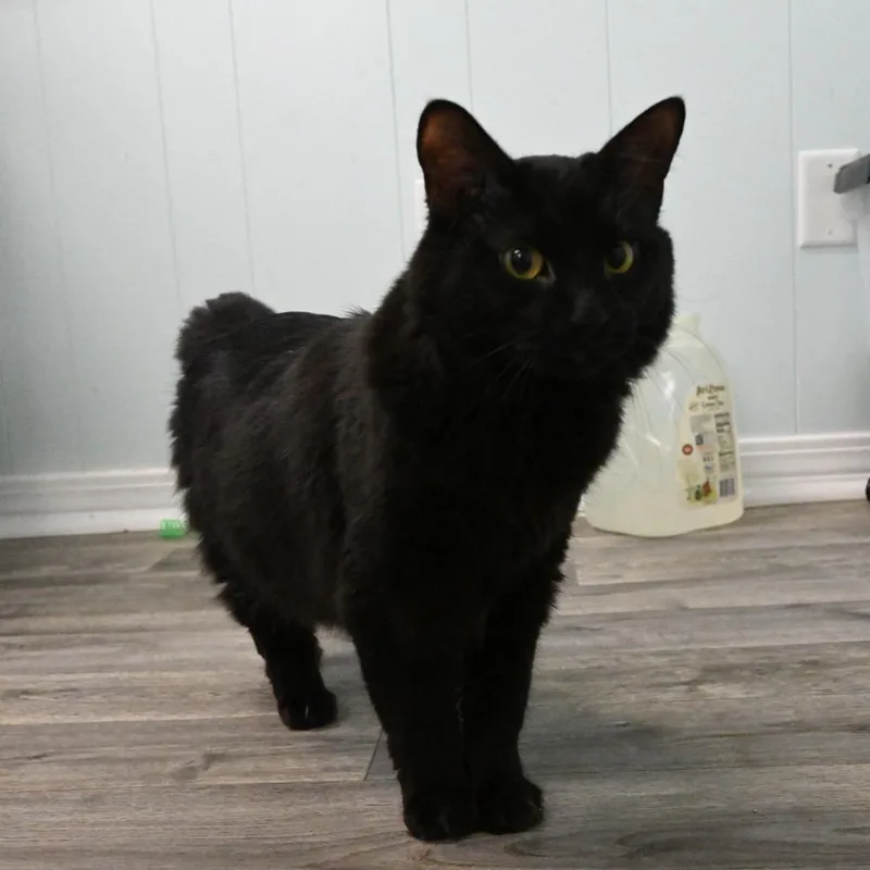 Rascal thumbnail 4