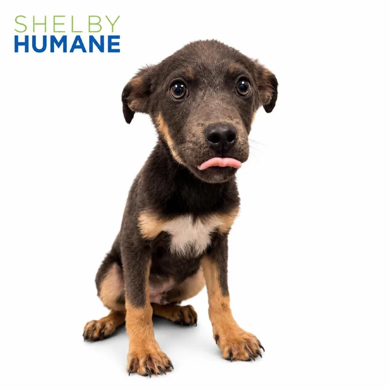 A baby medium-sized male Gray / Blue / Silver Mixed Breed dog named Little Green Men for adoption in Columbiana, AL