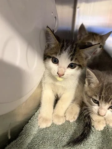 A baby medium-sized male Domestic Short Hair cat named Favie for adoption in San Martin, CA