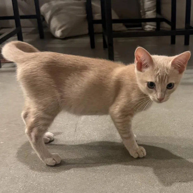 A baby small-sized female Orange / Red Domestic Short Hair cat named Utz for adoption in Los Angeles, CA