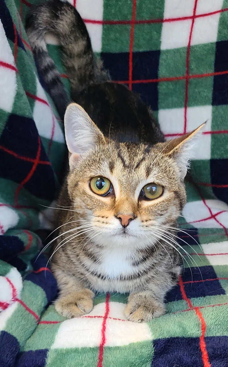 A baby small-sized female Domestic Short Hair cat named 7071 (Punky Bruster) for adoption in Lake City, MI