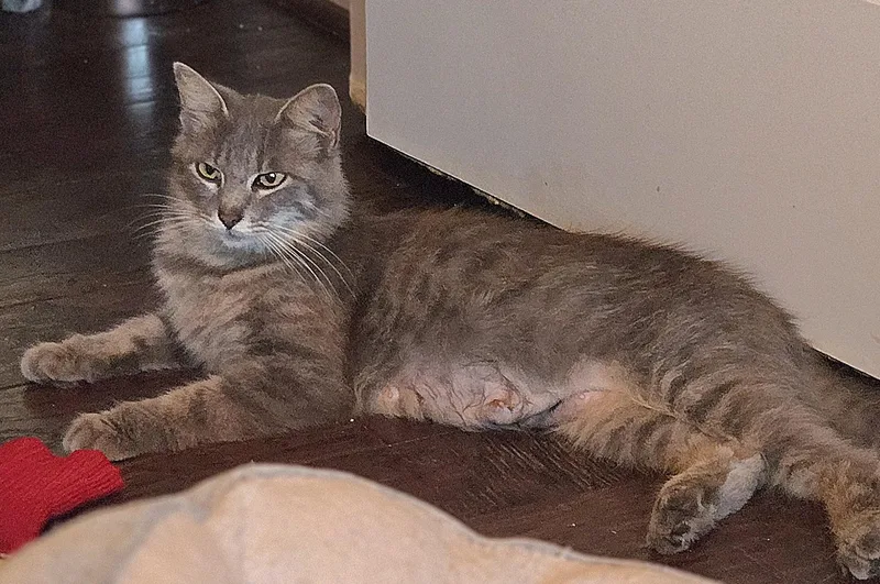 An adult medium-sized female Domestic Medium Hair cat named Melati for adoption in Houston, TX