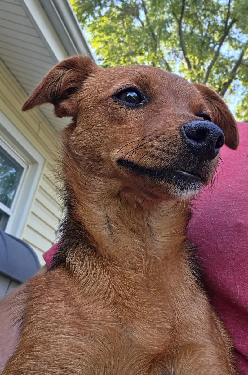 A baby small-sized female Chihuahua dog named Phoebe for adoption in McHenry, IL