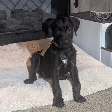 A baby medium-sized female Black Poodle dog named Marty for adoption in Dayton, OH