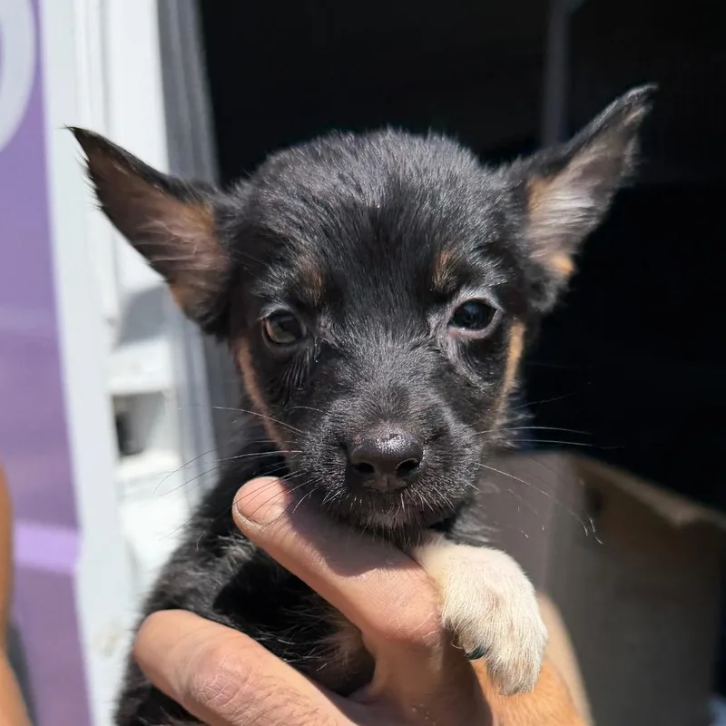 A baby small-sized male Black Mixed Breed dog named Chorizo for adoption in Midland, TX