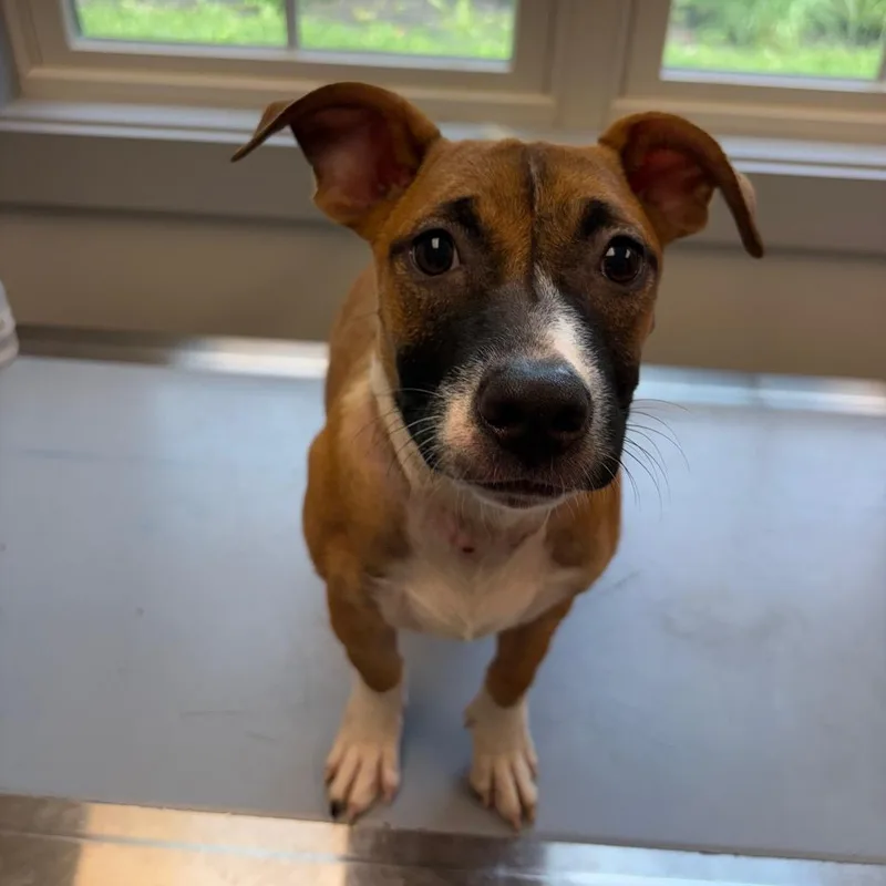A young small-sized female Red / Chestnut / Orange Terrier dog named Jackie for adoption in Calverton, NY