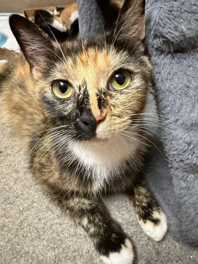 An adult medium-sized female Tortoiseshell Domestic Short Hair cat named Queenie for adoption in Terrell, TX