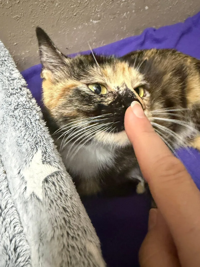 Queenie thumbnail 3