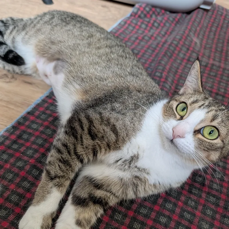 An adult medium-sized female Tabby (Brown / Chocolate) Domestic Short Hair cat named Daisy for adoption in Manistique, MI