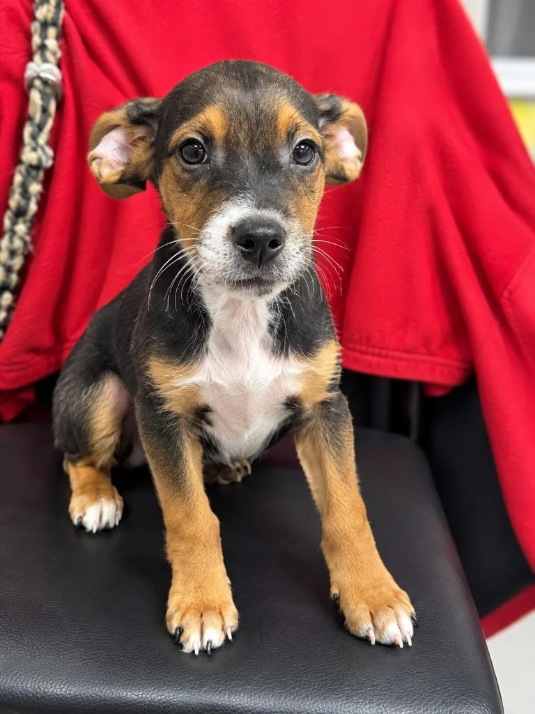 A baby medium-sized male Terrier dog named Gomez for adoption in Walnutport, PA