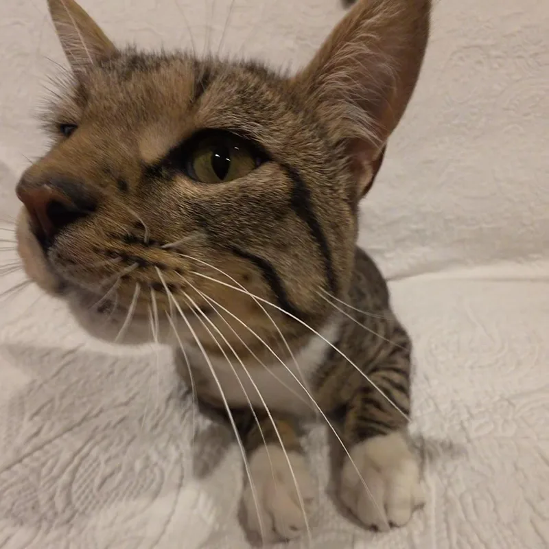 A young medium-sized male Tabby (Brown / Chocolate) Domestic Short Hair cat named Mouschie for adoption in Saint Paul, MN