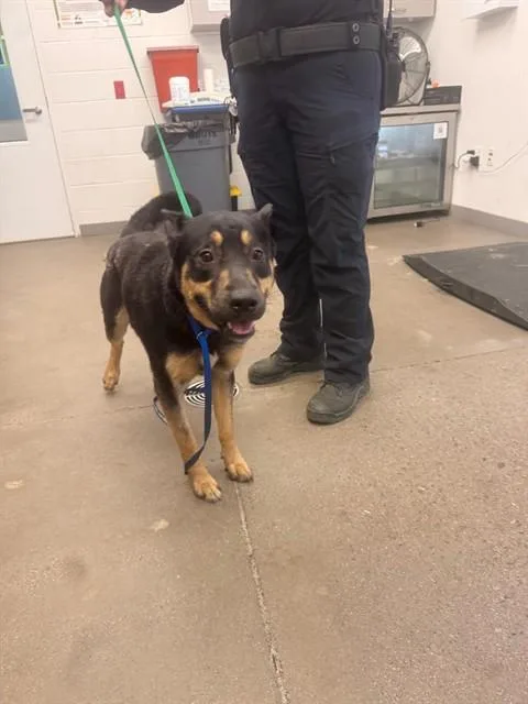 A young large-sized male German Shepherd Dog dog named Origami for adoption in Mesa, AZ