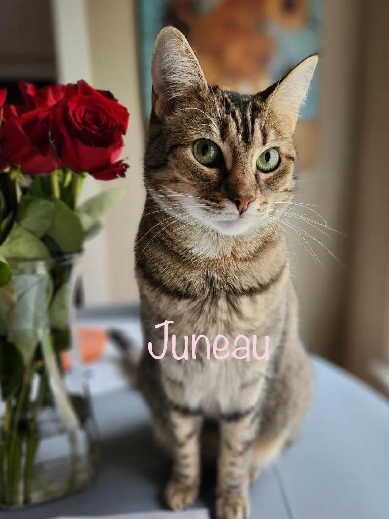 A senior medium-sized female Domestic Short Hair cat named Juneau for adoption in New Bern, NC