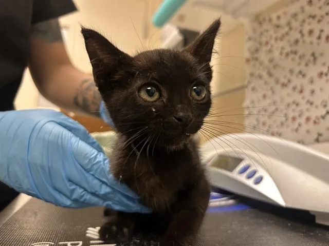 A baby small-sized male Domestic Long Hair cat named Gnomeo for adoption in Riverside, CA