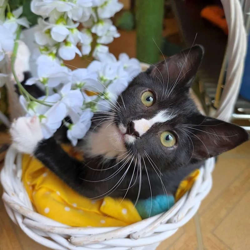 A baby small-sized male Black Domestic Short Hair cat named Fun Size for adoption in Carencro, LA