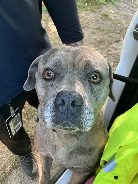 An adult large-sized male Mixed Breed dog named Loof for adoption in Dallas, TX
