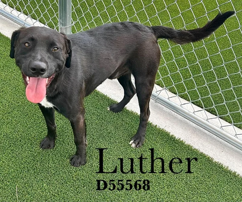 A young medium-sized male Black Labrador Retriever dog named Luther for adoption in Clarksville, TN