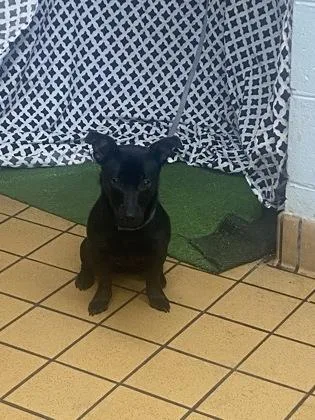 A baby small-sized female Terrier dog named Nikki for adoption in Gainesville, FL
