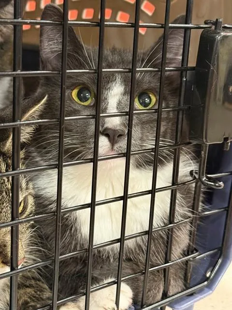 A young medium-sized female Domestic Short Hair cat named A for adoption in Louisville, KY