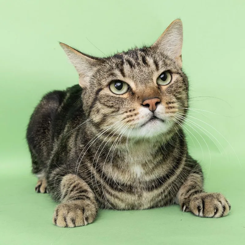 An adult large-sized male Brown / Chocolate Domestic Short Hair cat named Tom for adoption in Franklin, TN