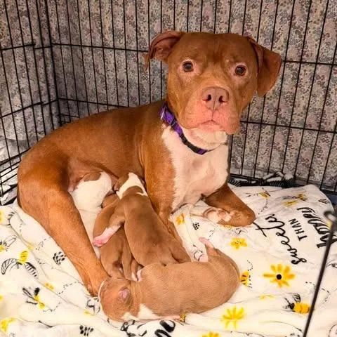 A young medium-sized female Yellow / Tan / Blond / Fawn Mixed Breed dog named Angela for adoption in Edwardsville, IL