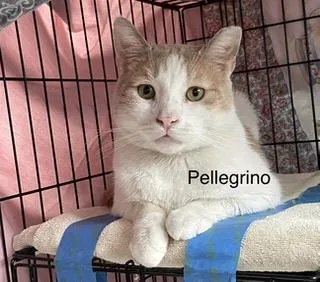 A young small-sized male Tabby (Buff / Tan / Fawn) Domestic Medium Hair cat named Pellegrino for adoption in Brooklyn, NY