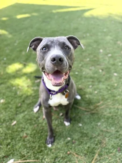 An adult large-sized female Pit Bull Terrier dog named Caramel for adoption in Daytona Beach, FL