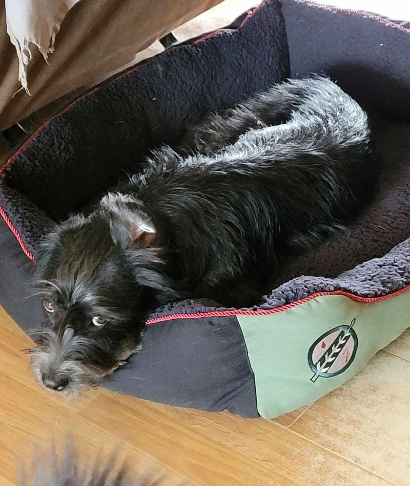 Kenickie thumbnail 3