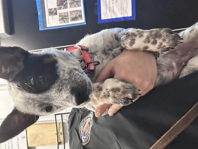A young medium-sized male Tricolor (Brown, Black, & White) Cattle Dog dog named Finn for adoption in bellefontaine, OH