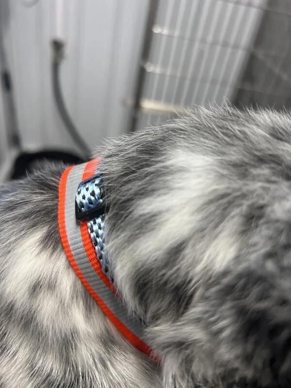 Finn thumbnail 2