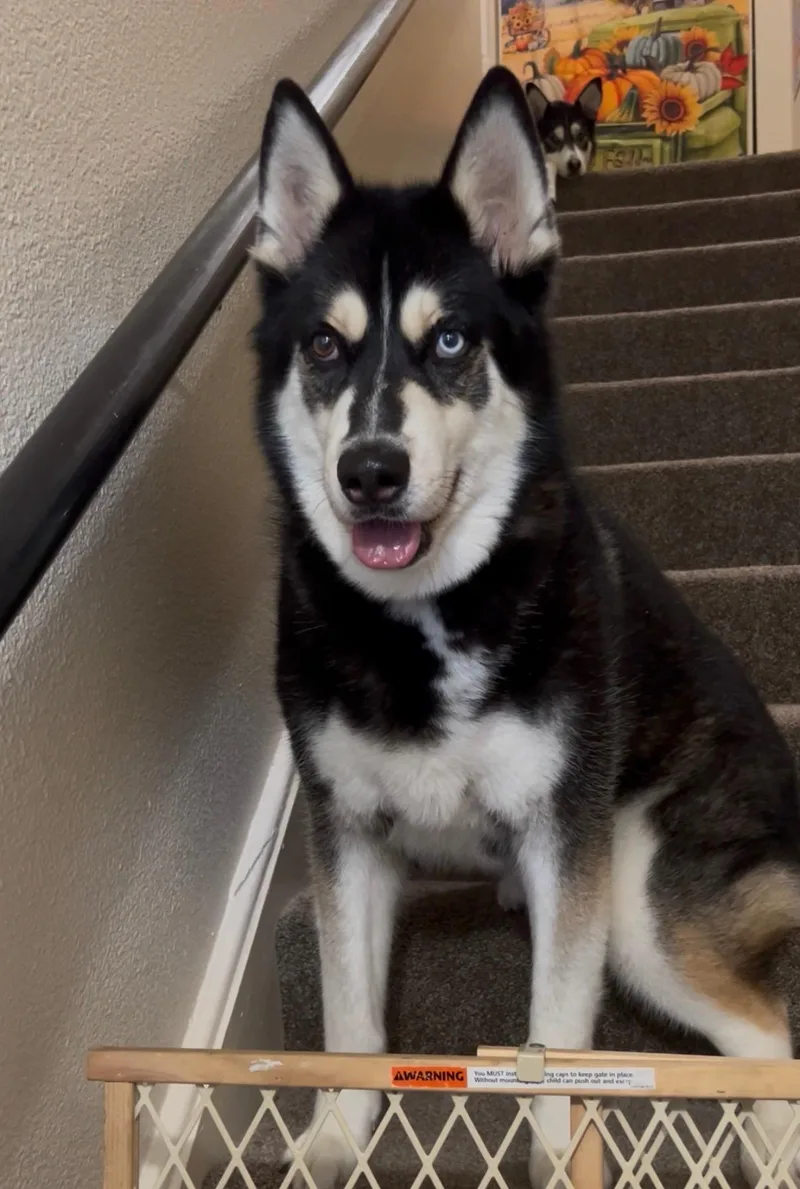An adult medium-sized male Siberian Husky dog named Ishiro for adoption in Menifee, CA