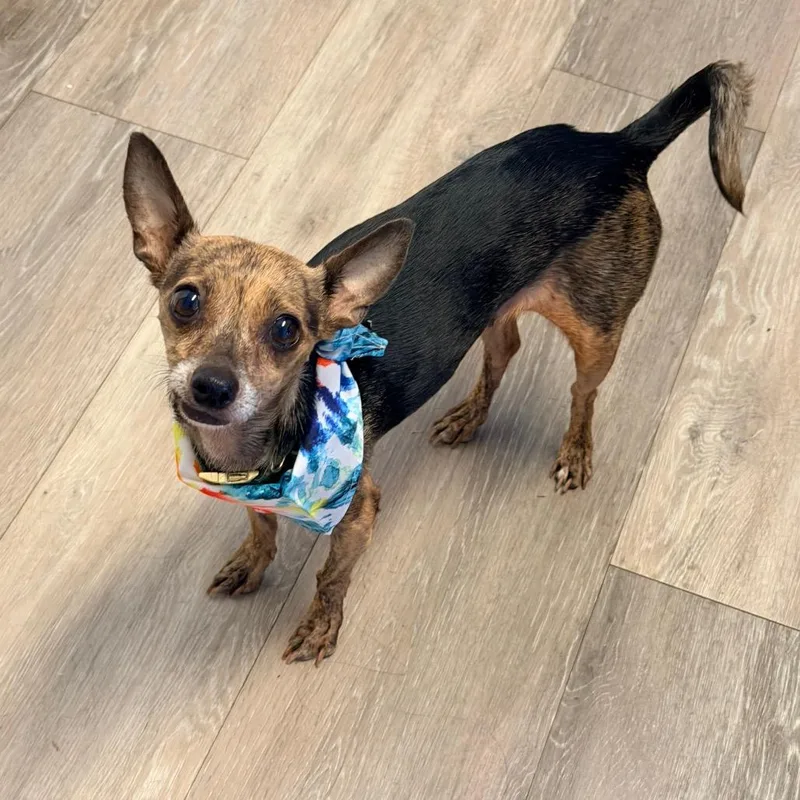 A senior small-sized female Chihuahua dog named Rita for adoption in Newark, NJ