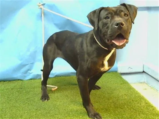 A young large-sized female Pit Bull Terrier dog named Oreo for adoption in Gardena, CA