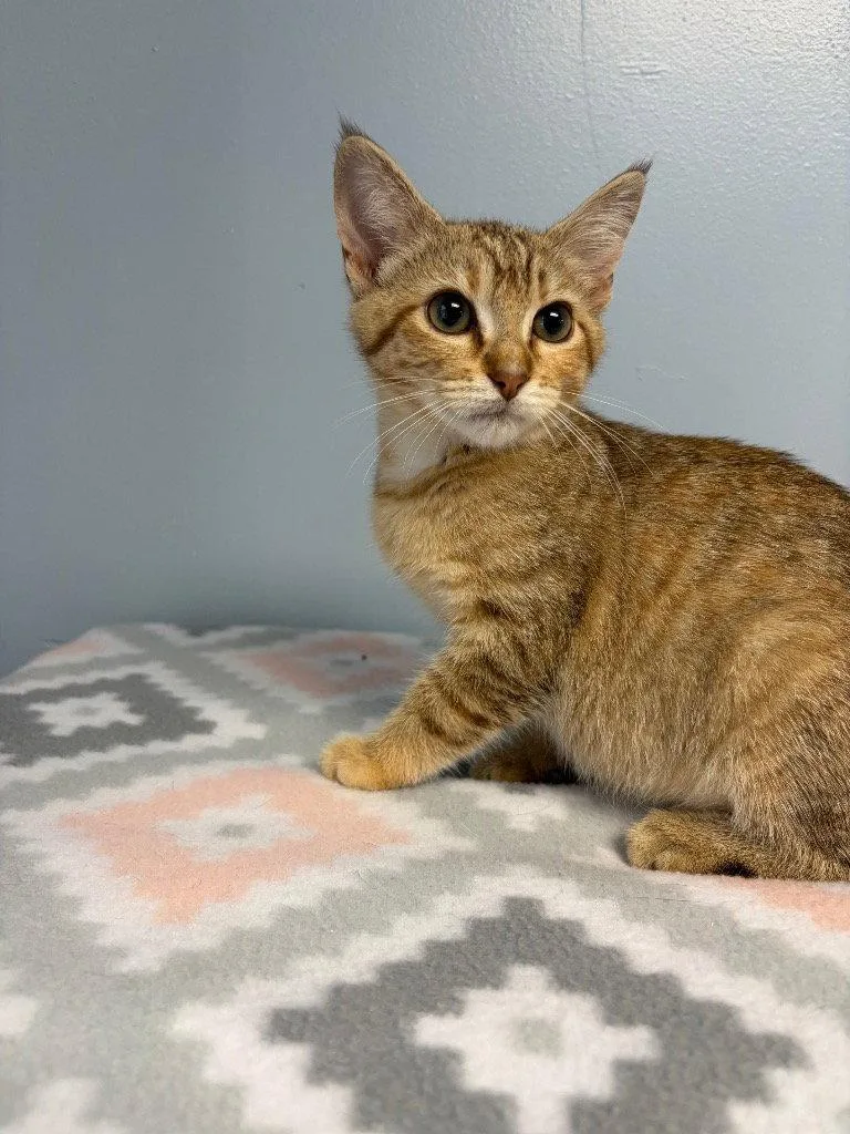 A baby small-sized female Domestic Short Hair cat named Relic for adoption in Lovingston, VA