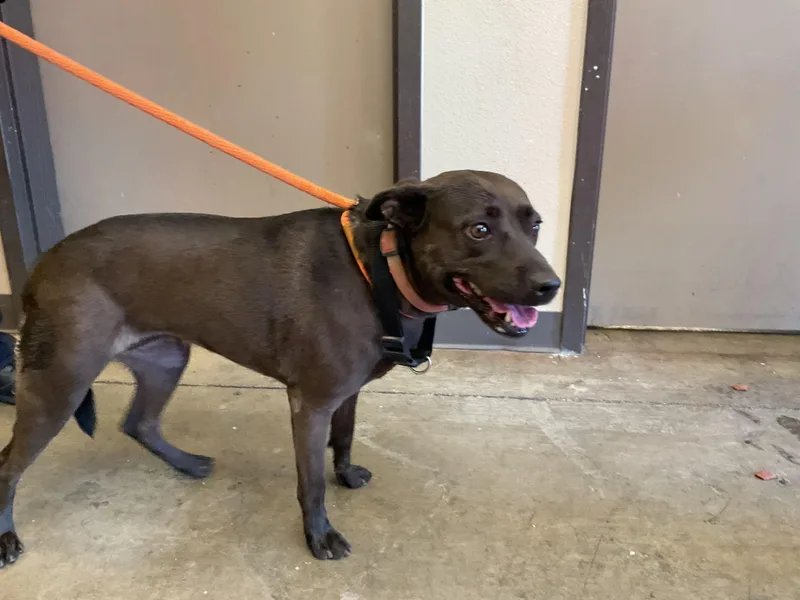An adult medium-sized female Labrador Retriever dog named Sophie for adoption in Ontario, CA