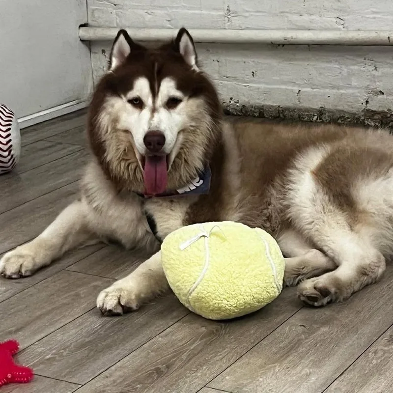 An adult large-sized male Siberian Husky dog named Simba for adoption in Long Island City, NY
