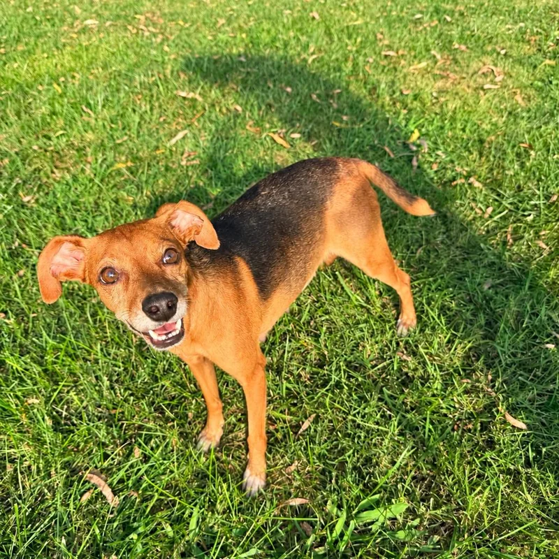 An adult small-sized female Brown / Chocolate Beagle dog named Posie for adoption in La Grange, KY