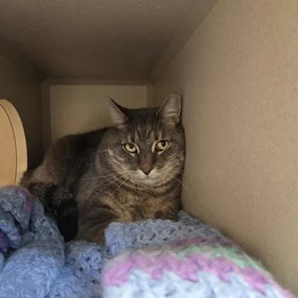 An adult medium-sized male Domestic Short Hair cat named Ziggy for adoption in New Hope, PA