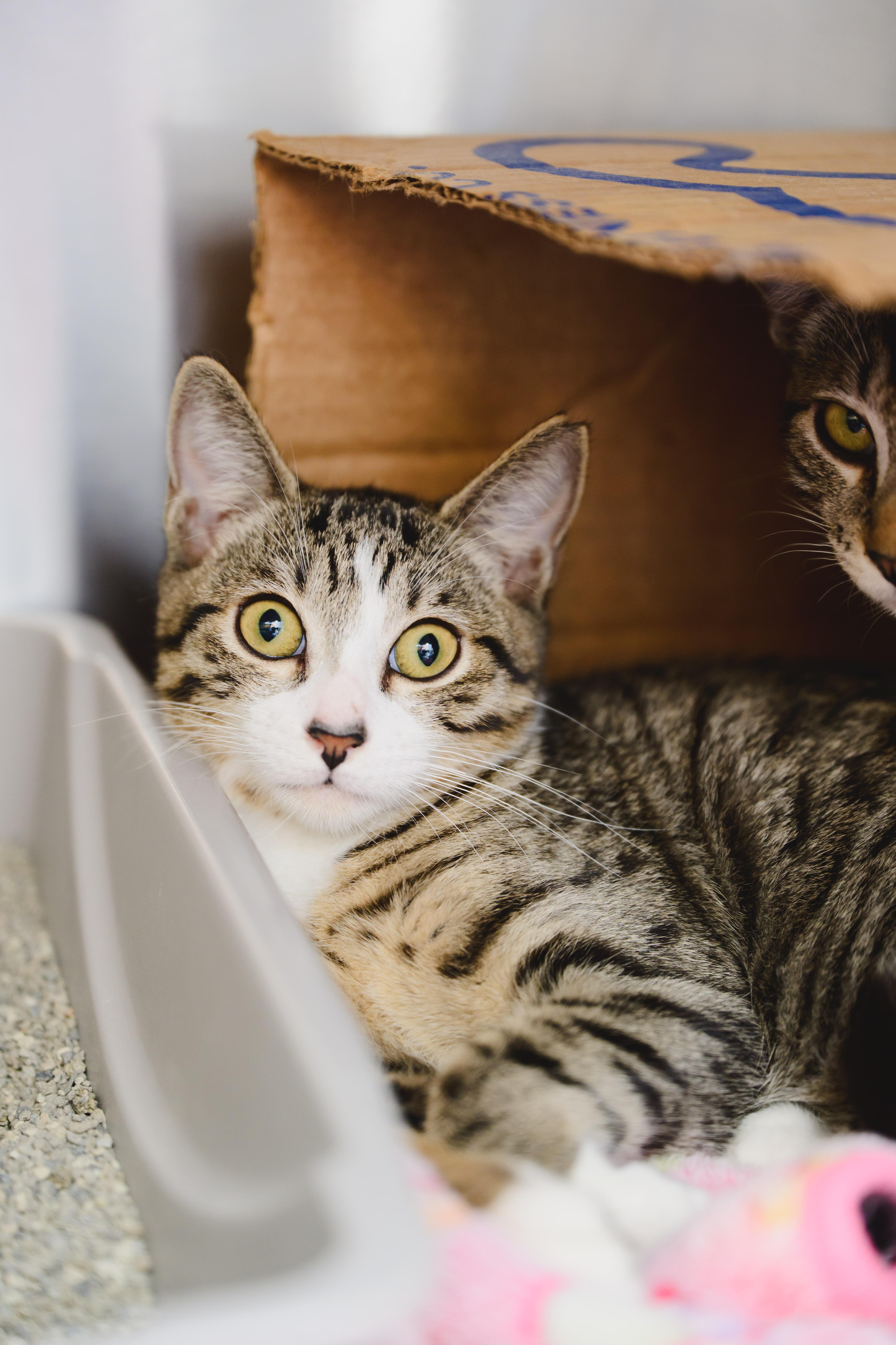 A young small-sized male Domestic Short Hair cat named Shaggy for adoption in Honolulu, HI