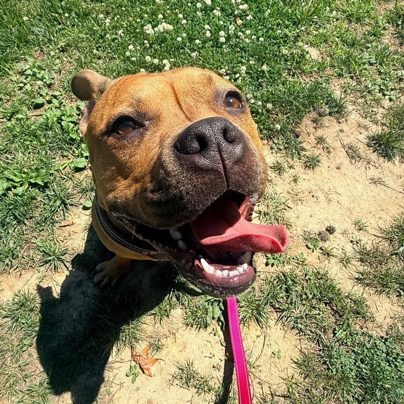 A young medium-sized female Staffordshire Bull Terrier dog named Carmelita for adoption in New Castle, DE